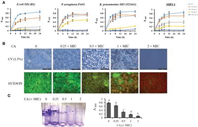 The protective role of caffeic acid on bovine mammary epithelial cells and the inhibition of growth and biofilm formation of Gram-negative bacteria isolated from clinical mastitis milk